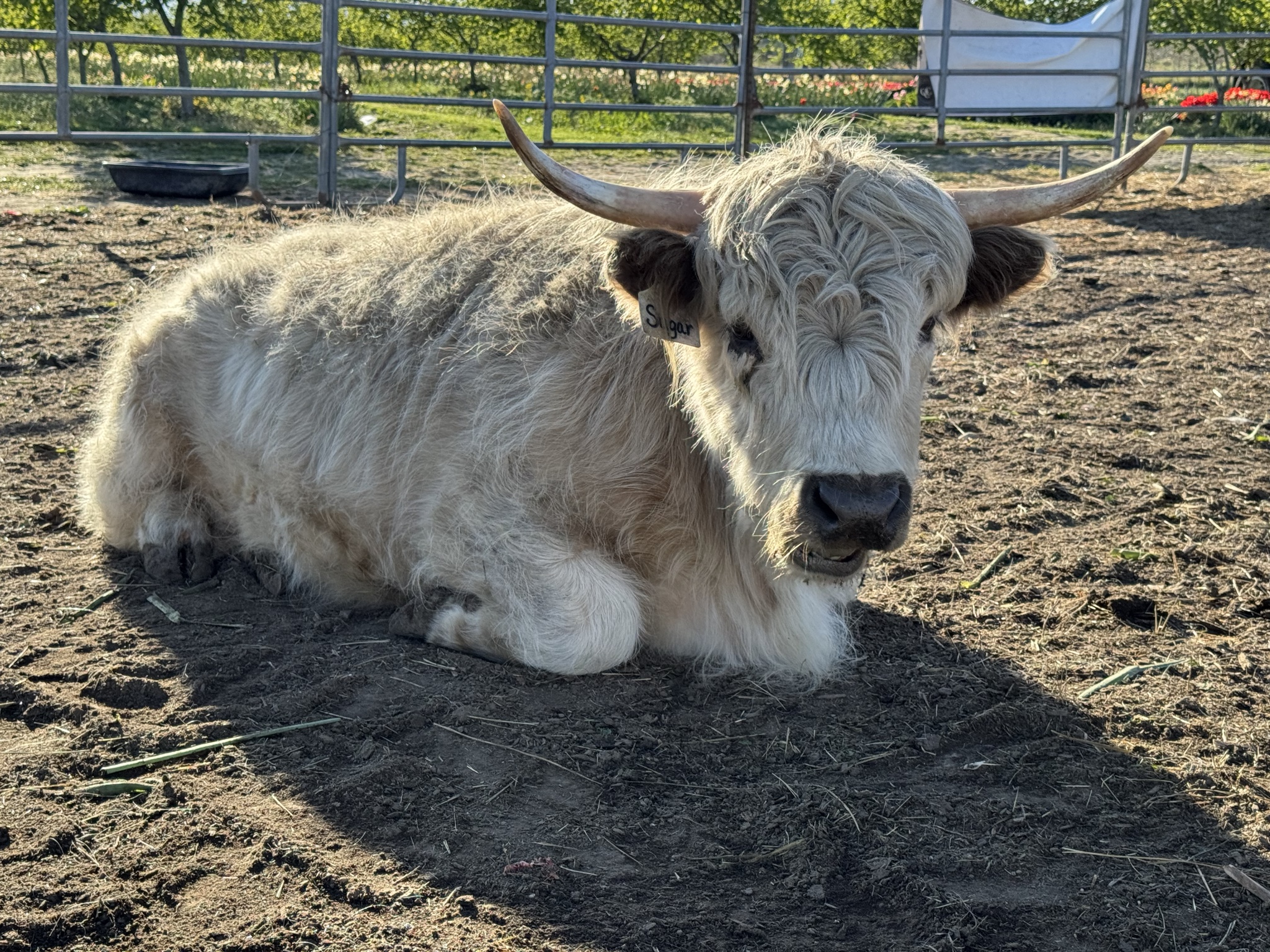 A Highland Cow