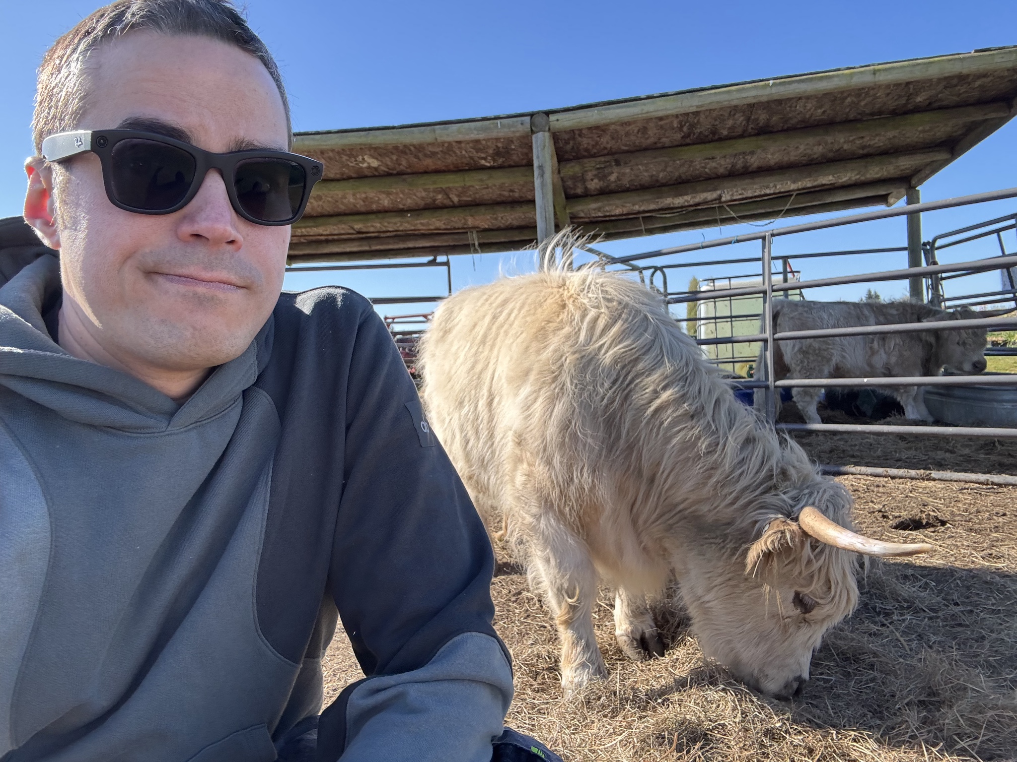 Me with a Highland Cow
